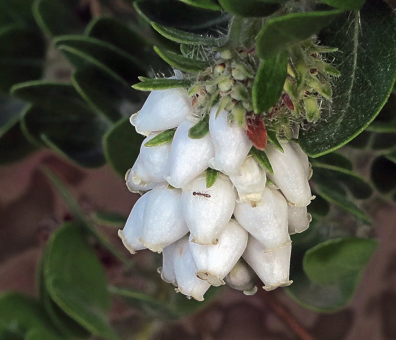 Arctostaphylos viridissima