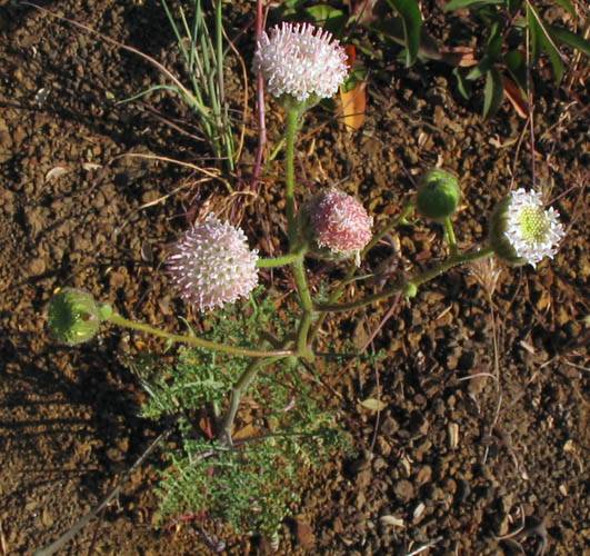 Chaenactis artemisiifolia