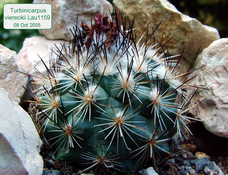 Turbinicarpus viereckii