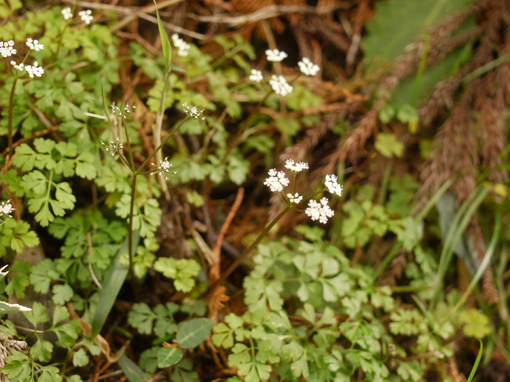 Aegopodium decumbens