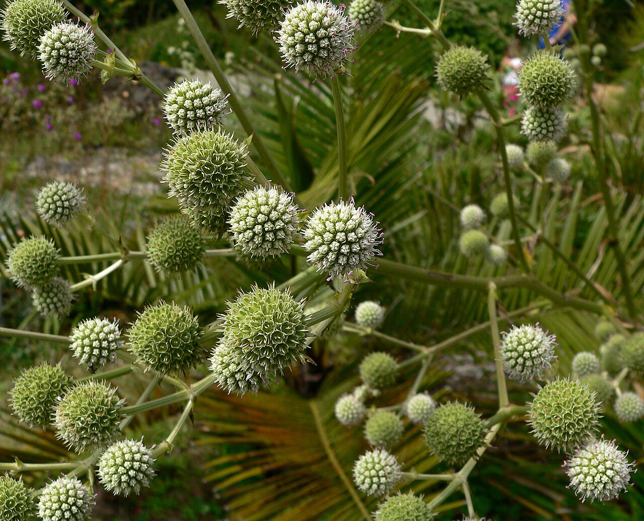 Eryngium horridum