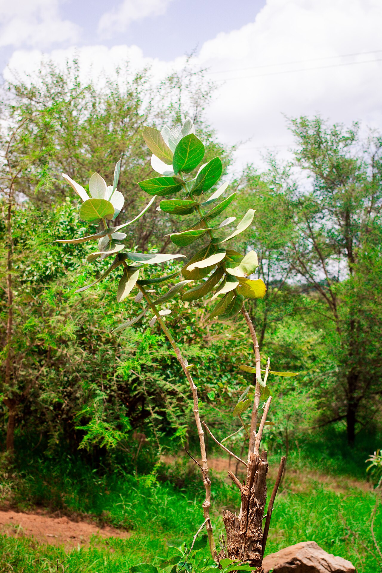 Calotropis procera