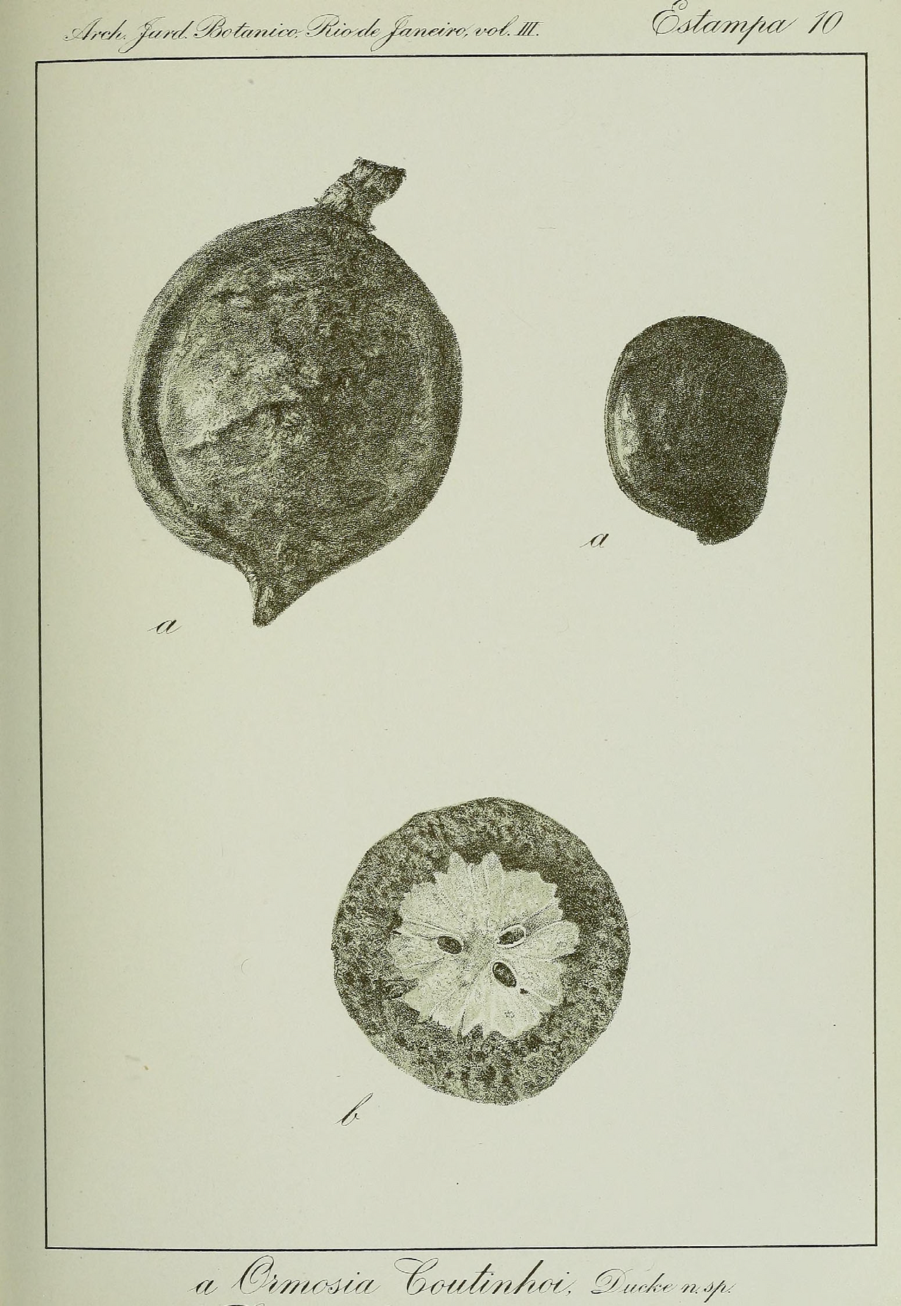Ormosia coutinhoi