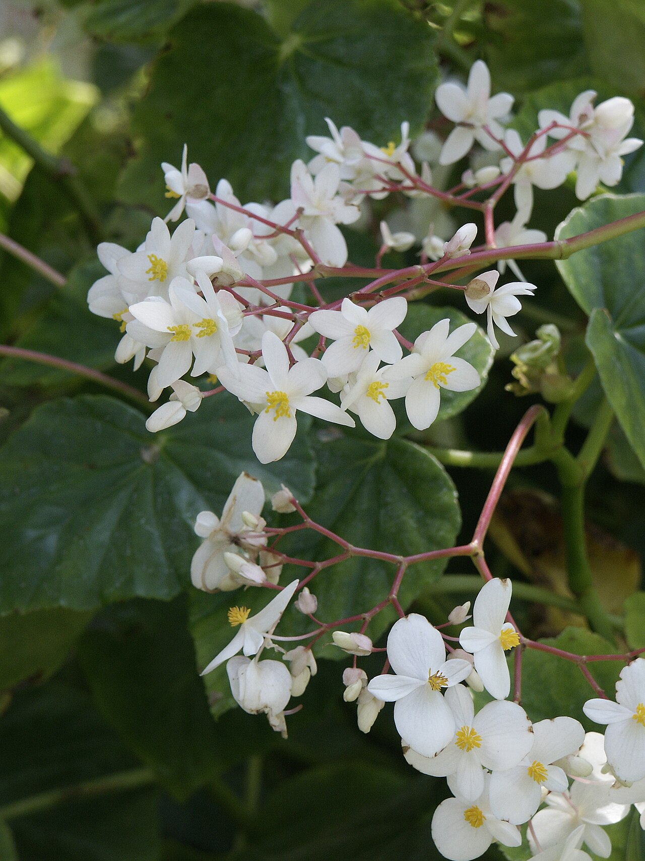 Begonia minor