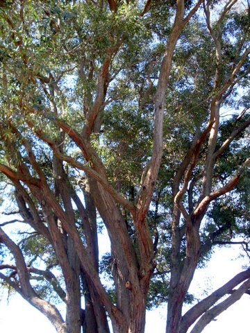 White mahogany or barayly