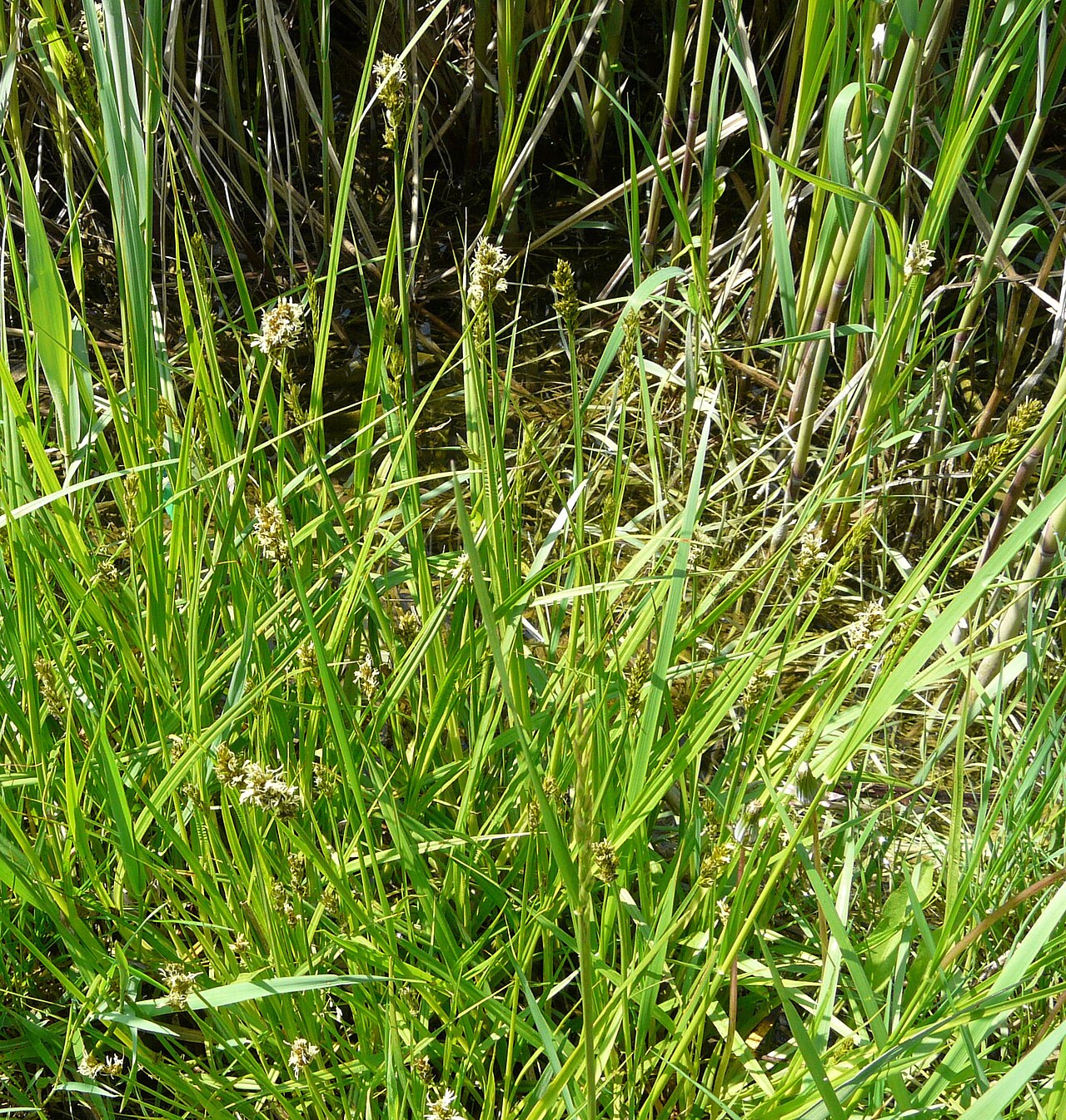 Carex otrubae