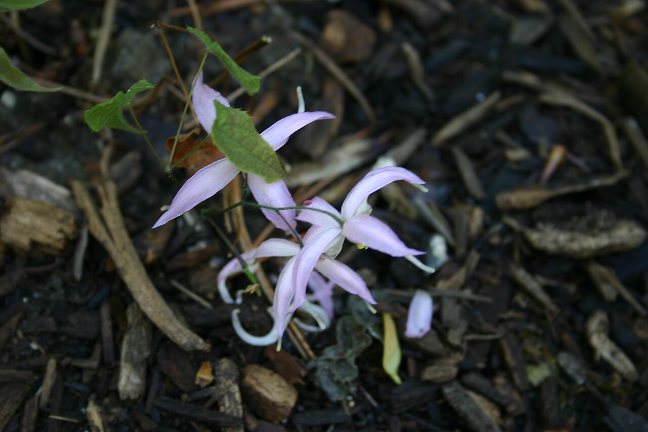Epimedium leptorrhizum