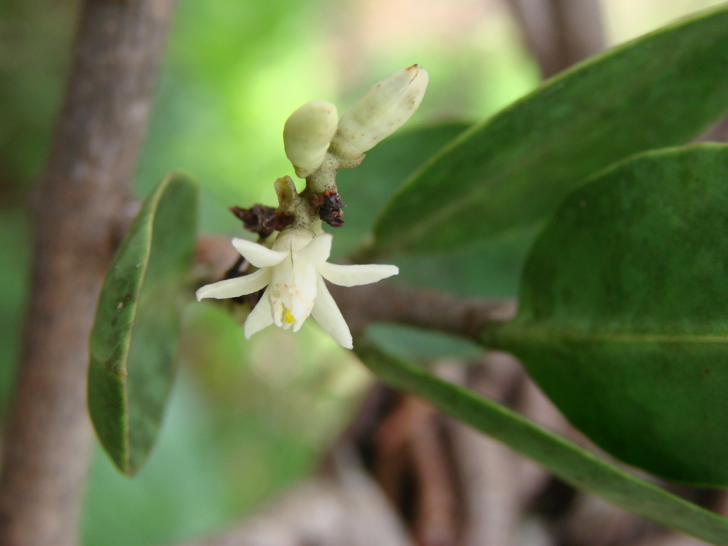 Passovia ovata