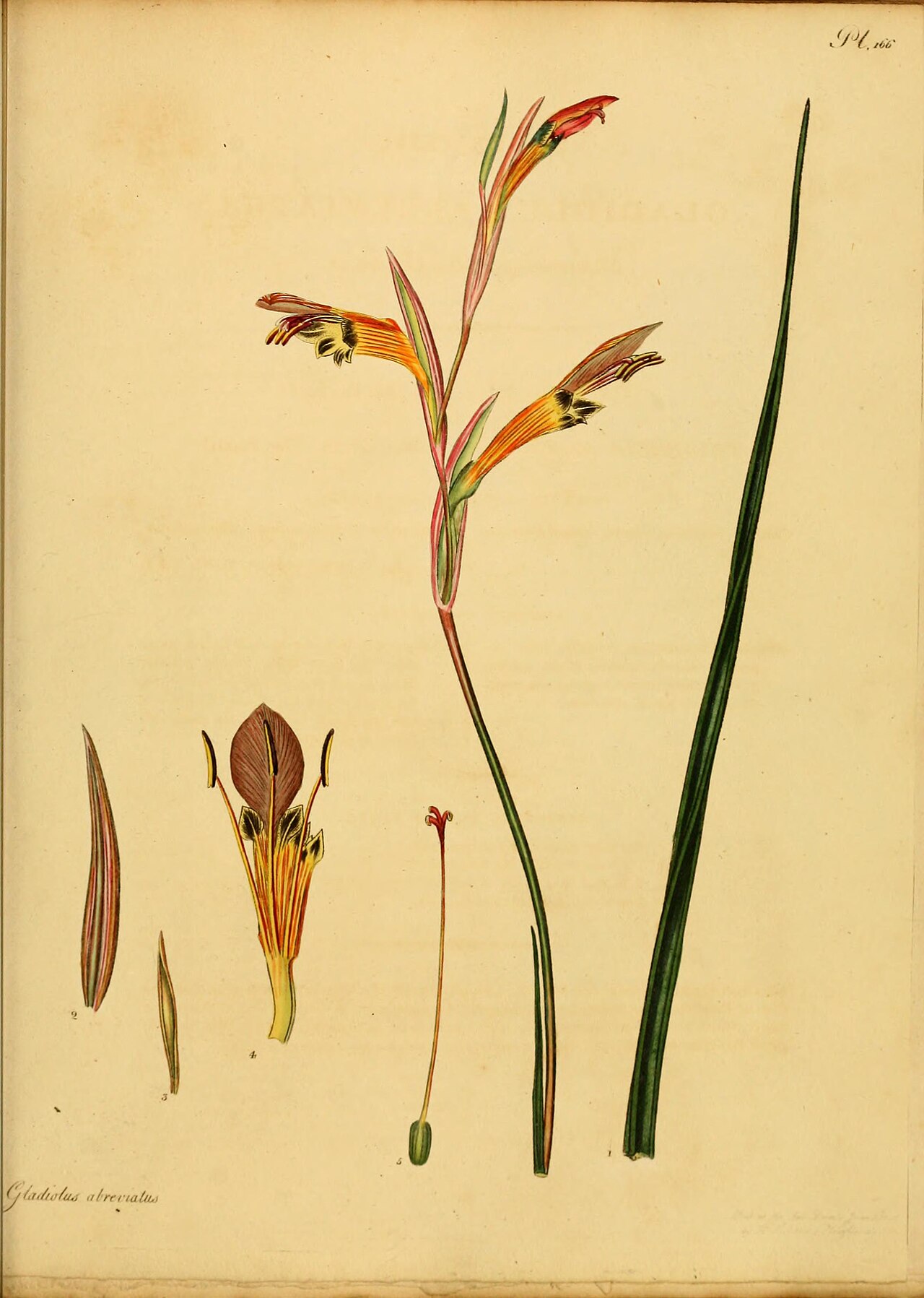 Gladiolus abbreviatus