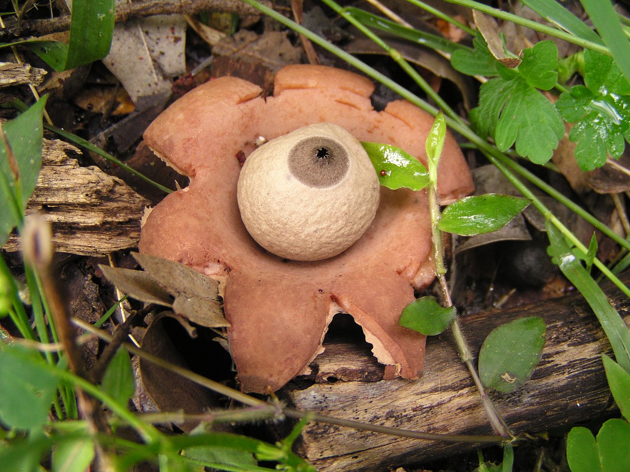 Commelina cyanea