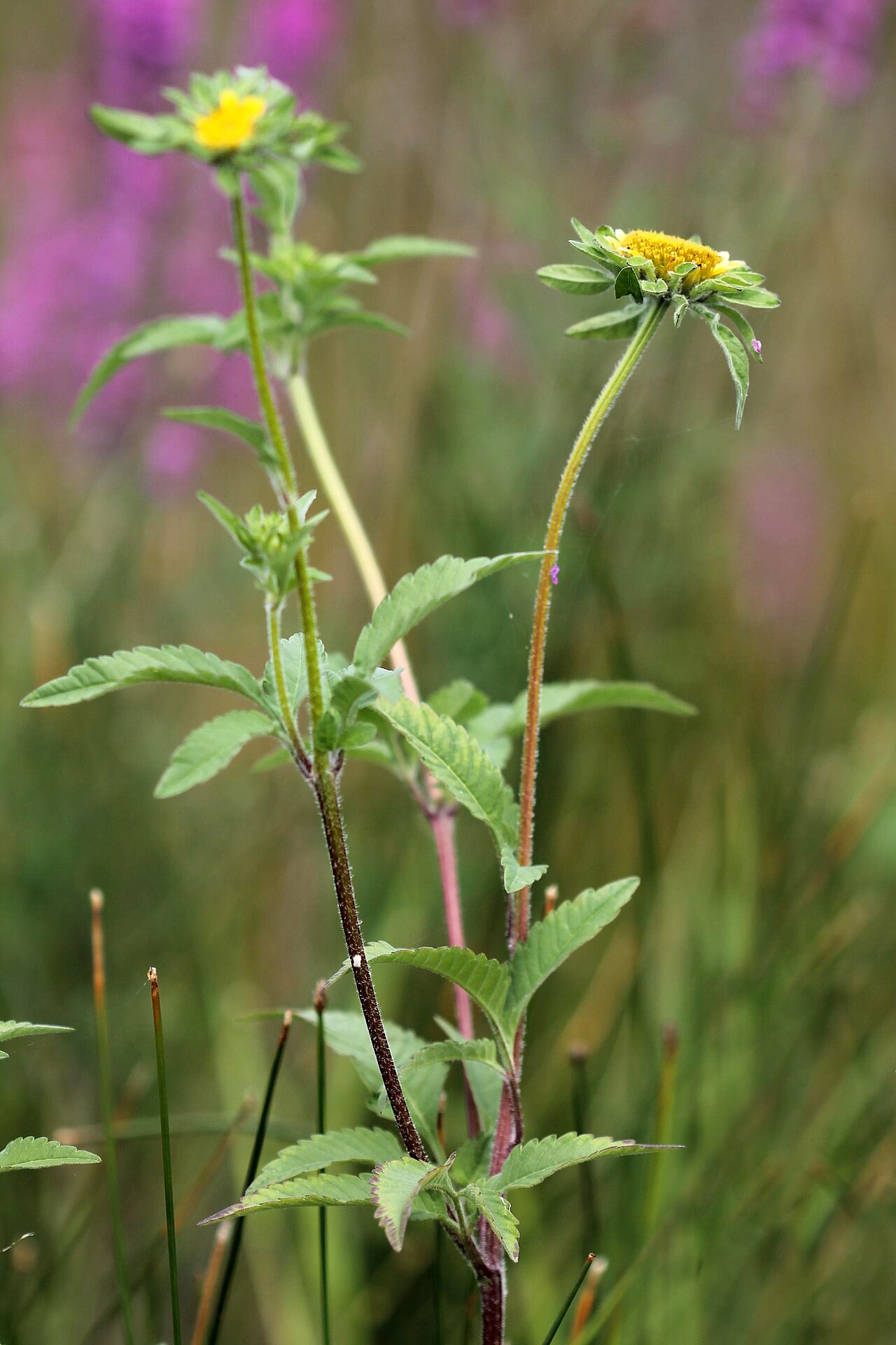 Bidens vulgata