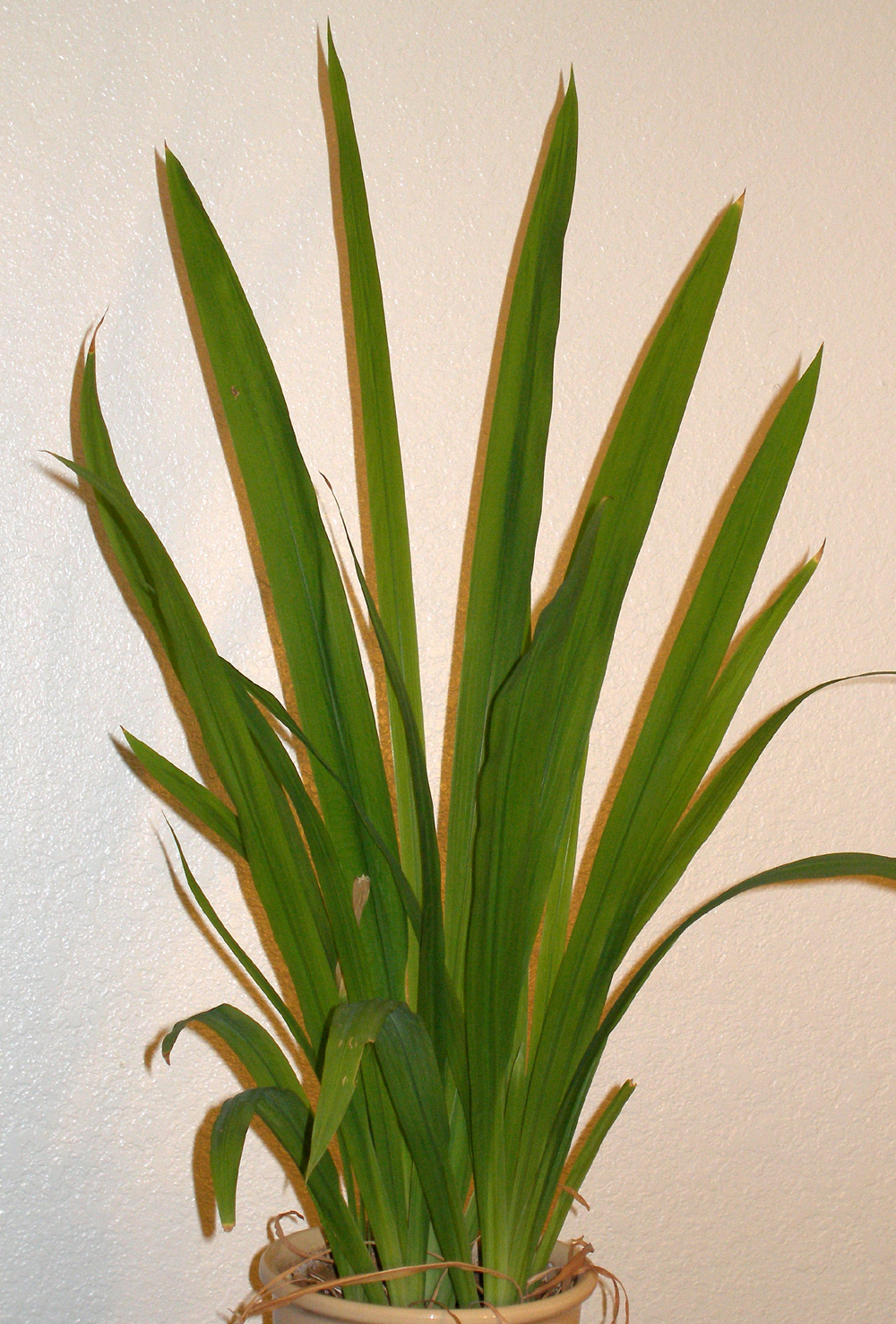 Trimezia longifolia