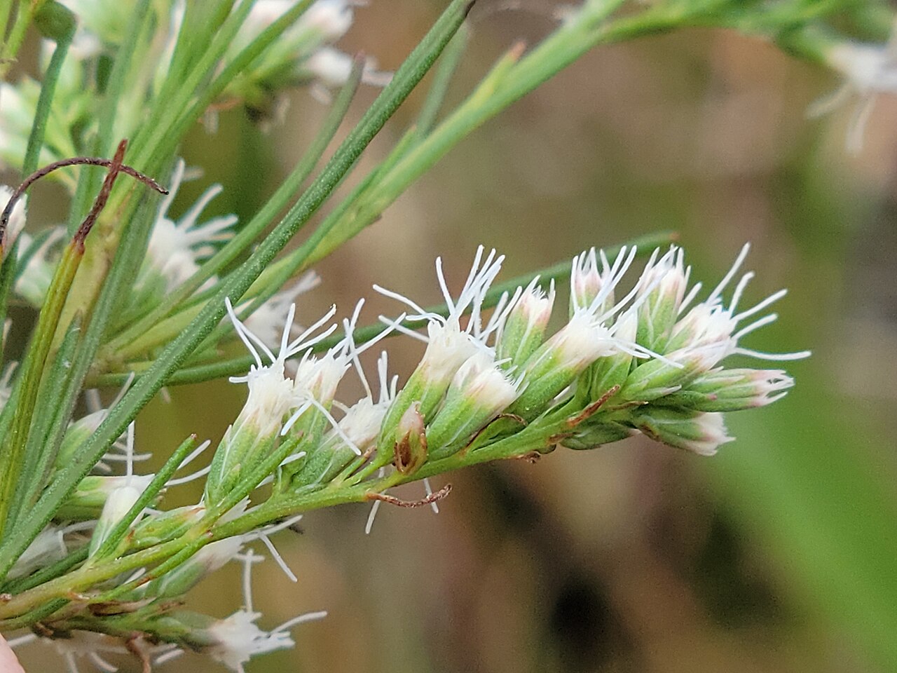 Eupatorium leptophyllum