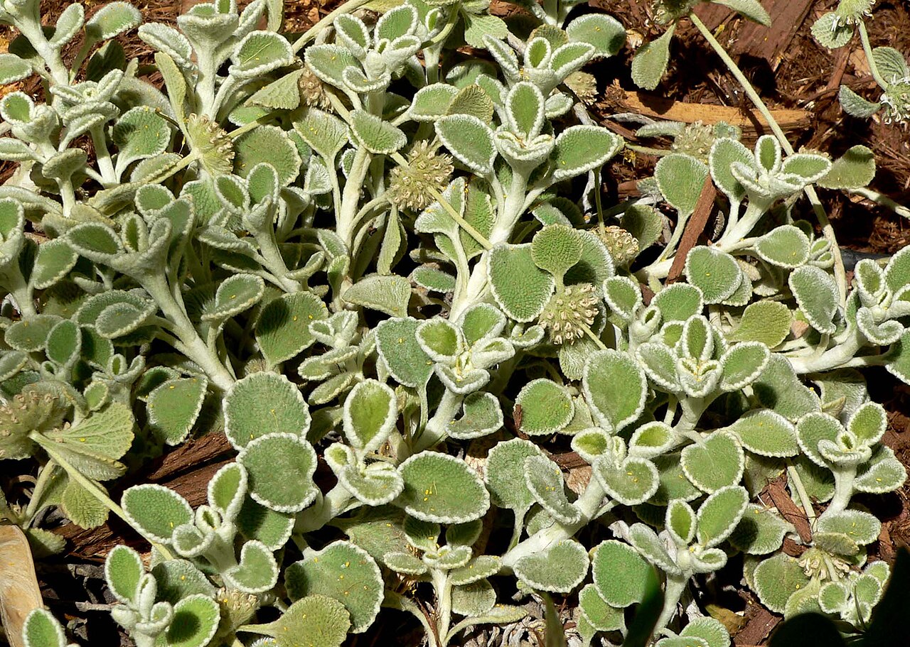 Marrubium rotundifolium