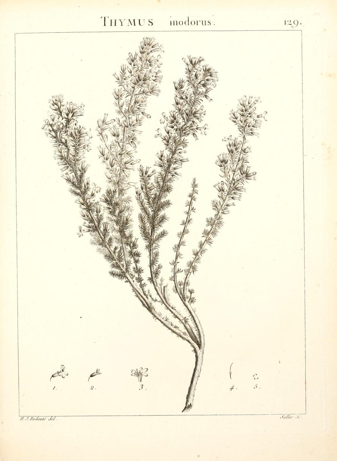 Micromeria inodora