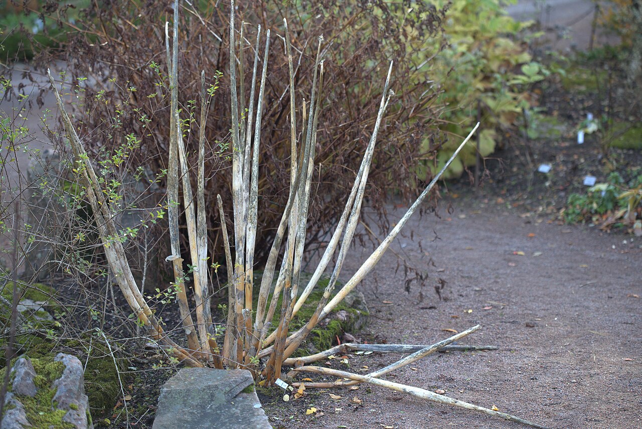 Allium pskemense