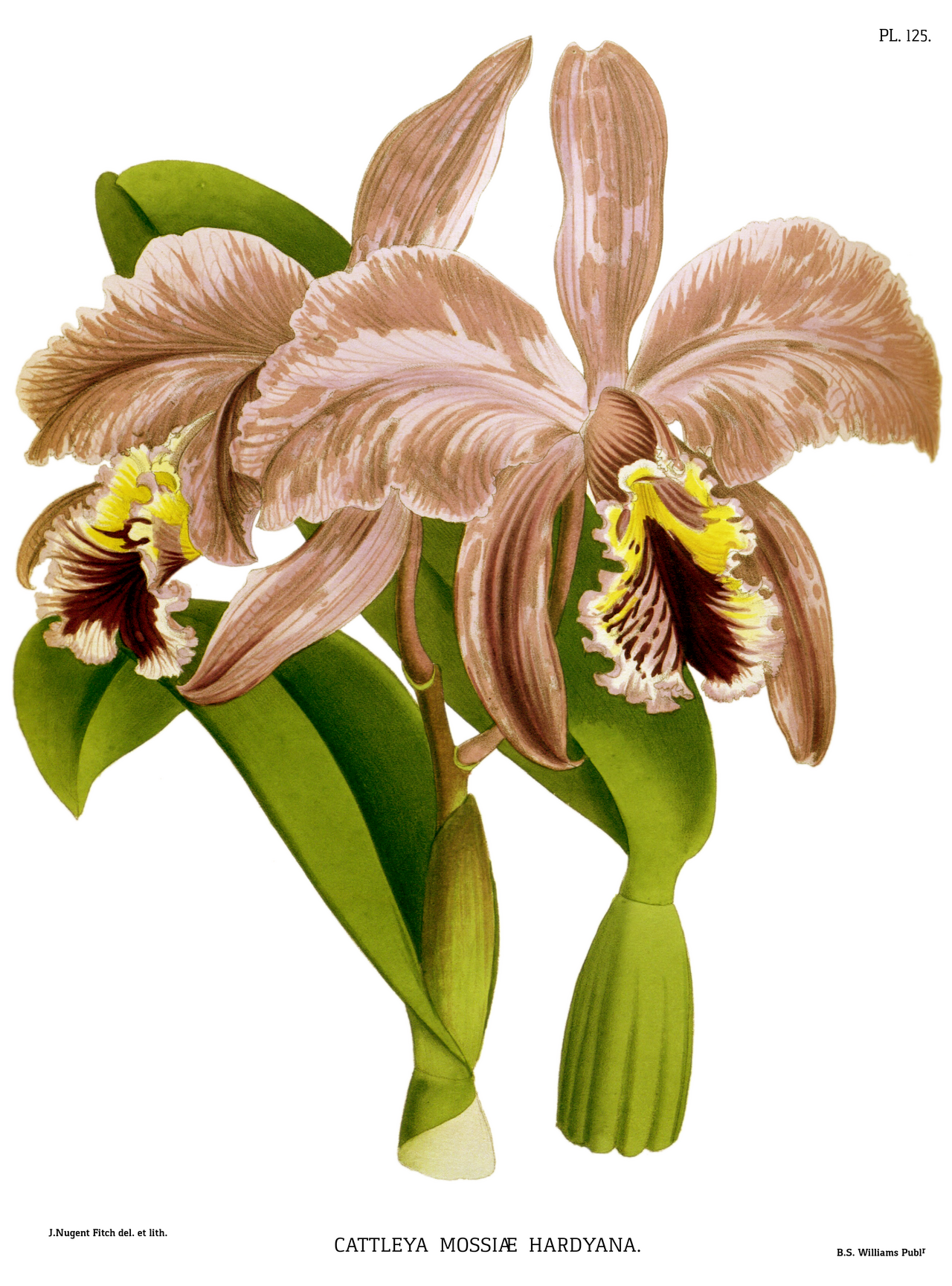 Easter orchid