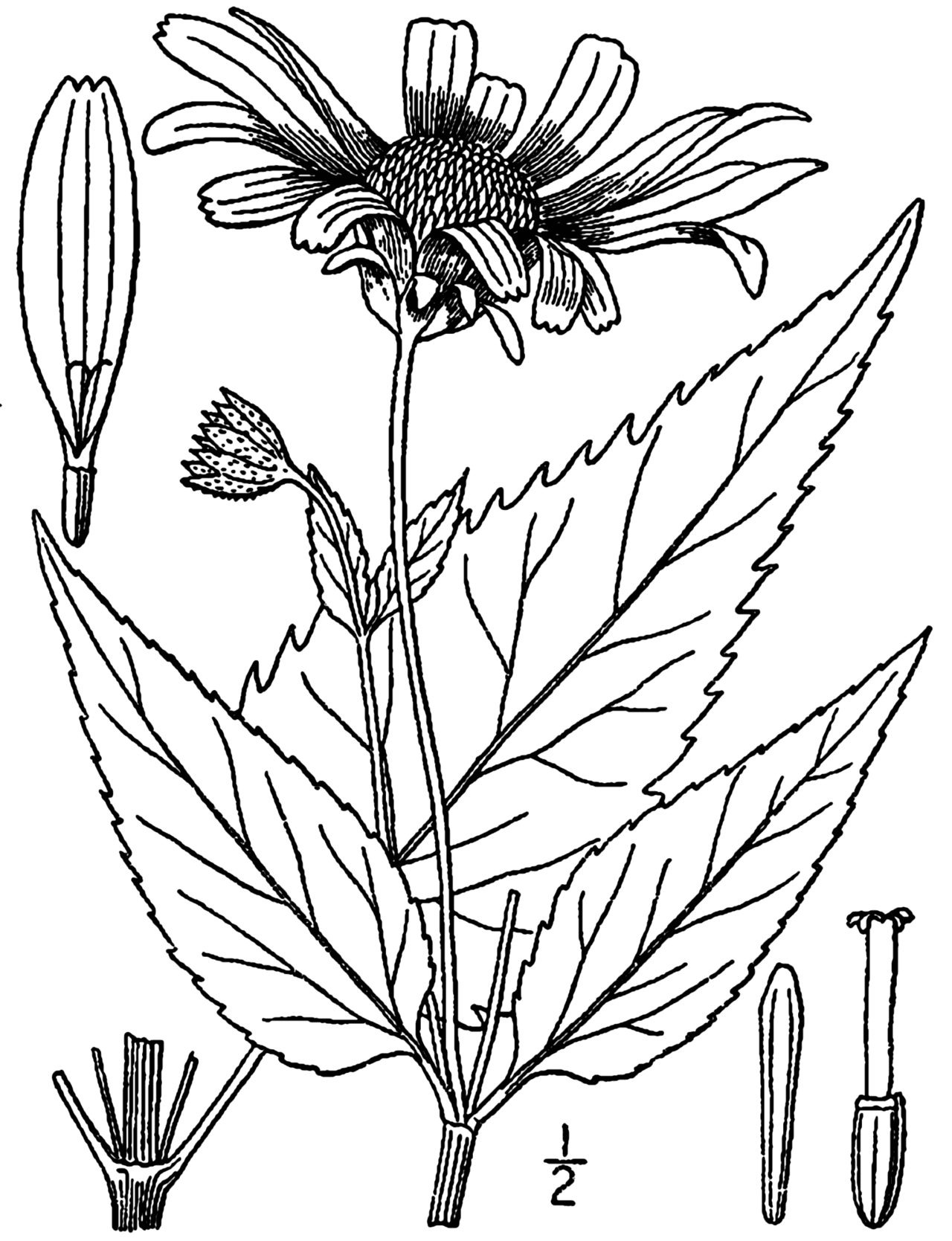 Heliopsis helianthoides