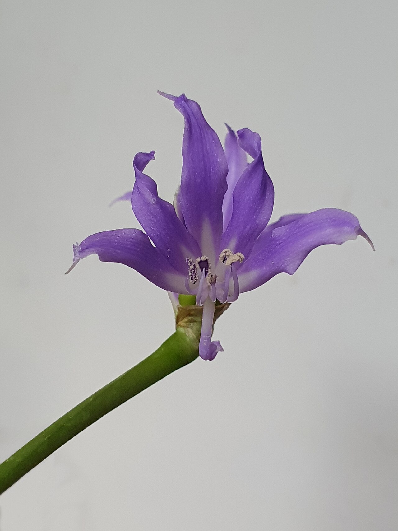 Griffinia espiritensis