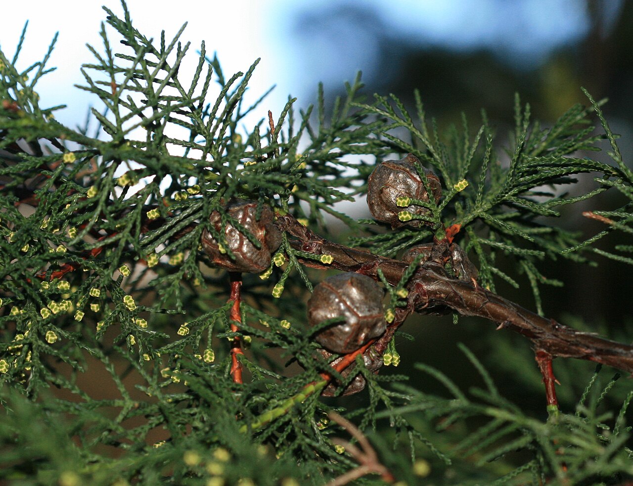 Cupressus abramsiana