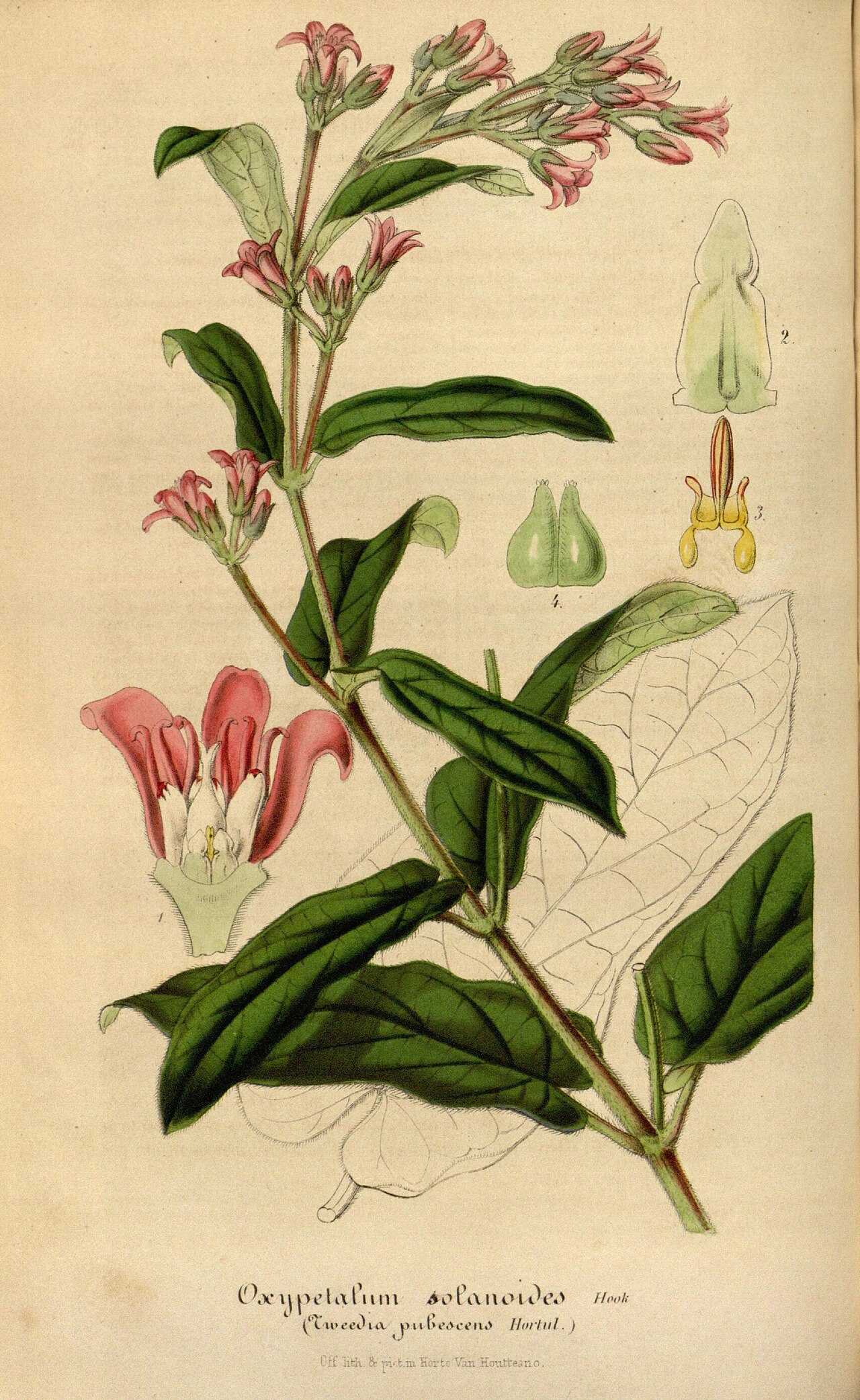 Oxypetalum solanoides