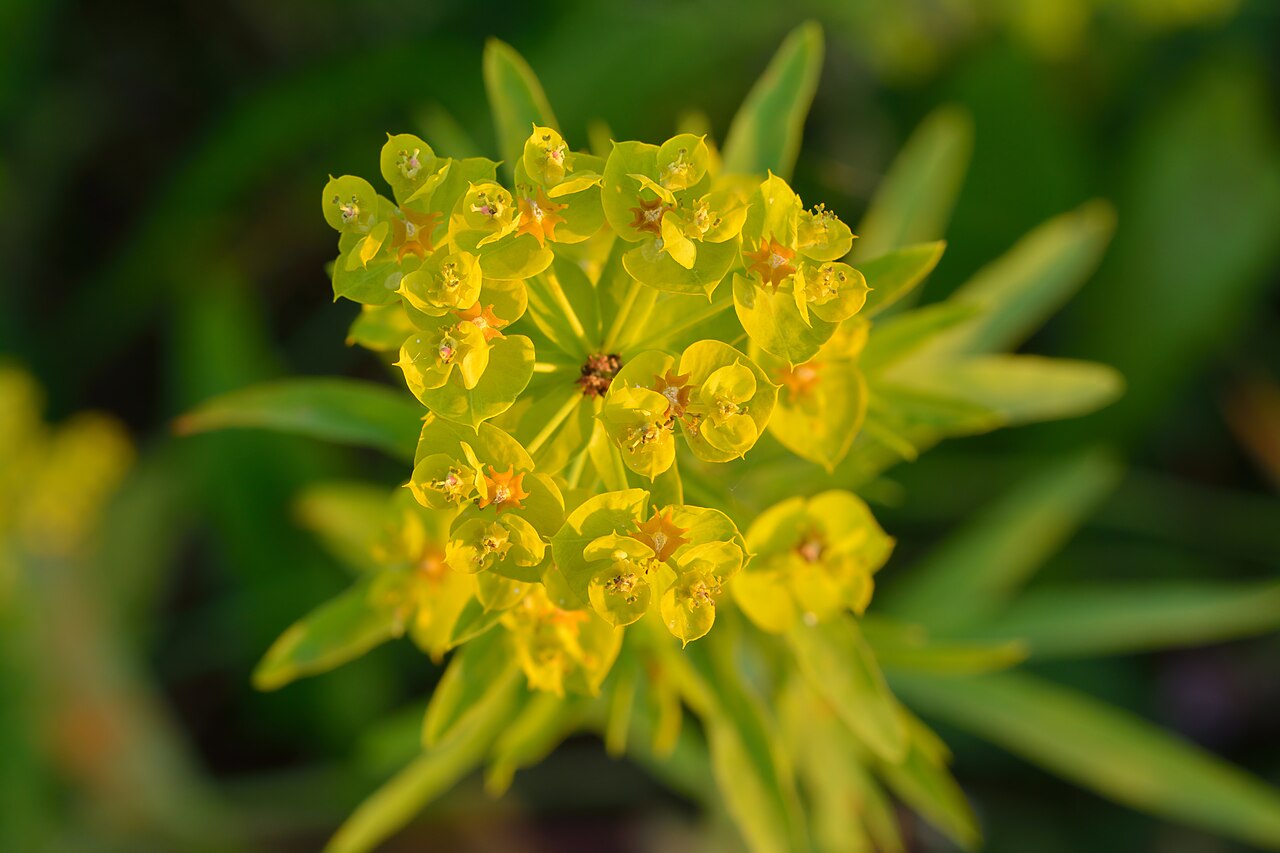Green spurge or leafy spurge
