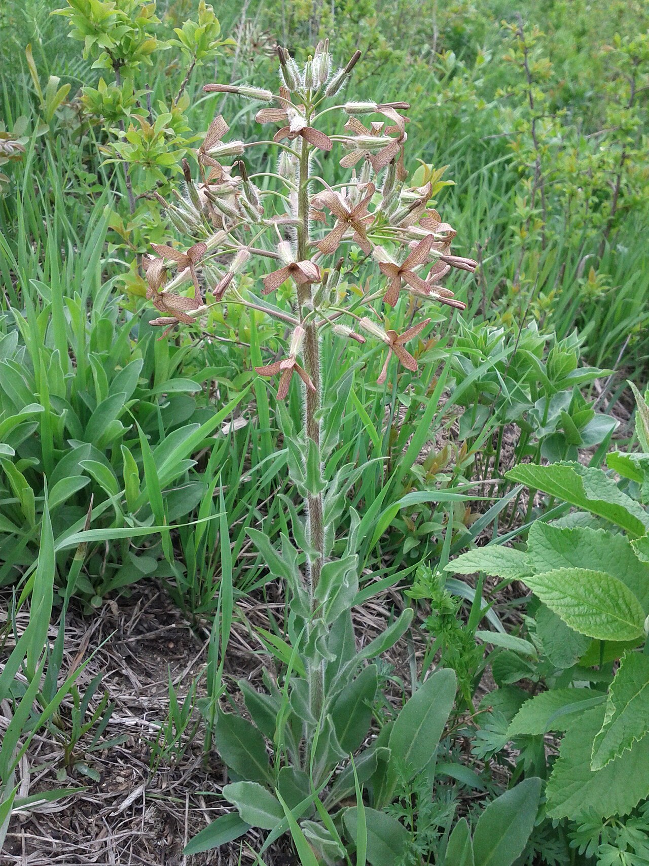 Hesperis tristis