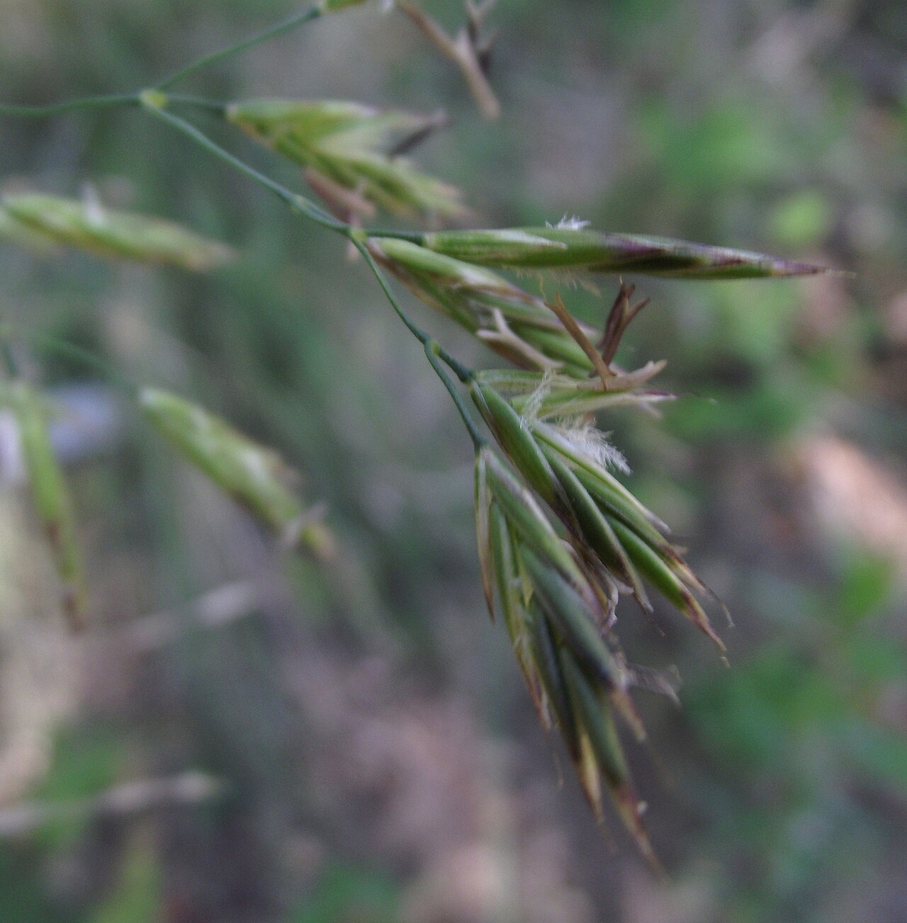 Achnatherum lemmonii