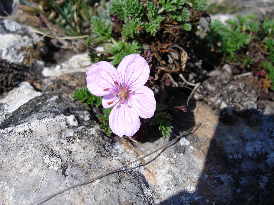 Erodium foetidum