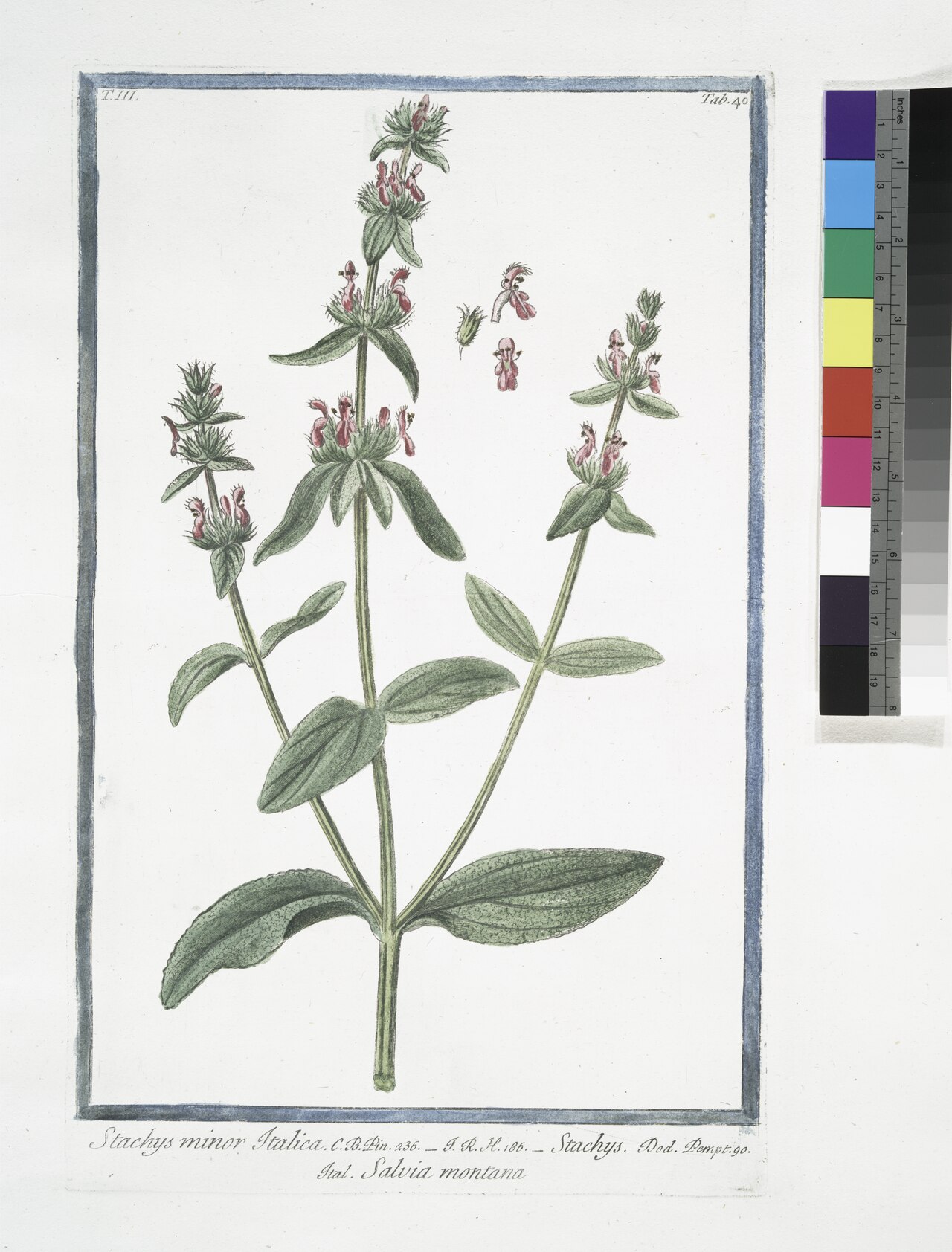 Stachys italica