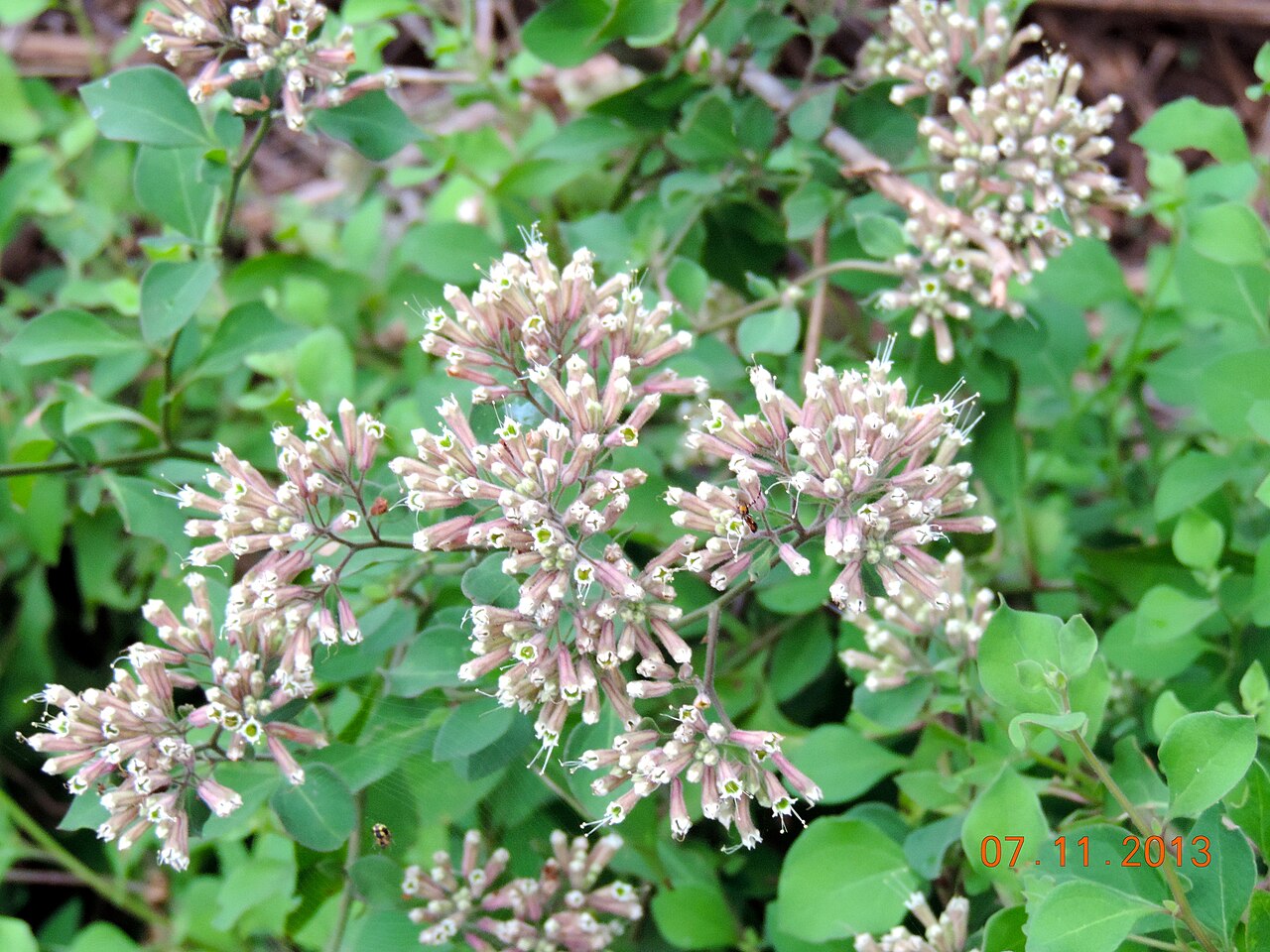Salpianthus arenarius