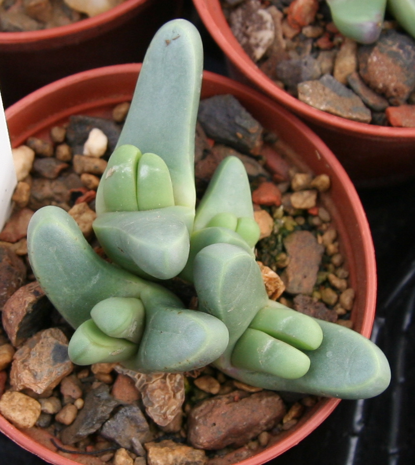 Argyroderma fissum