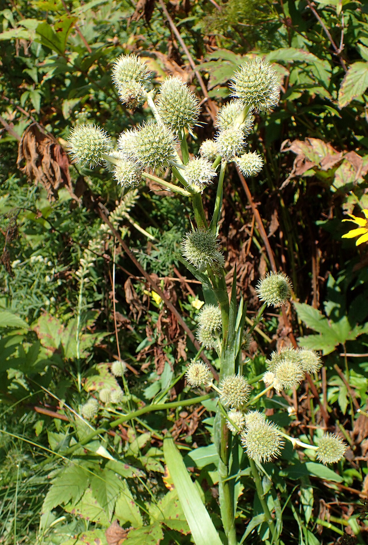 Rattlesnake master