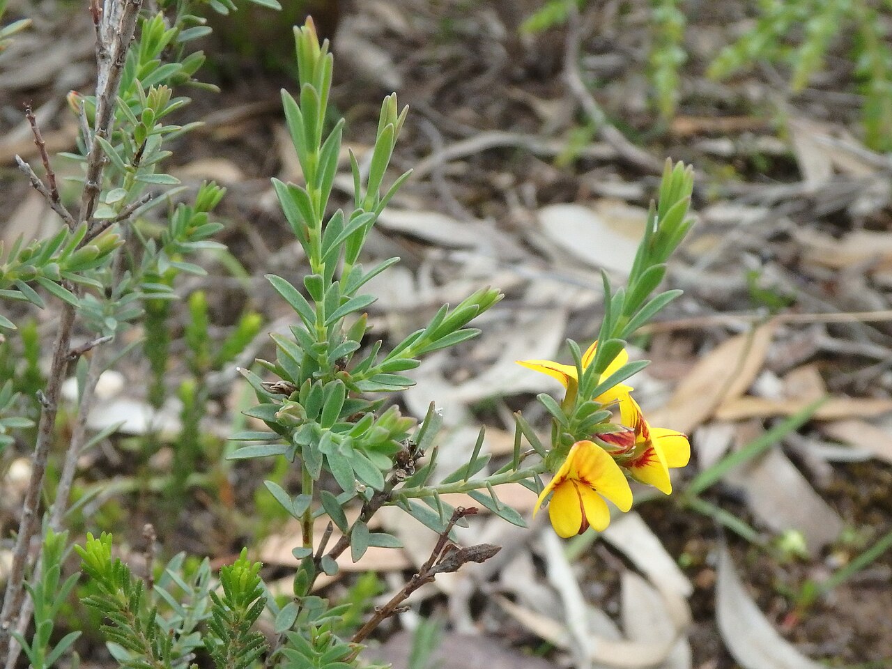 Spreading eutaxia