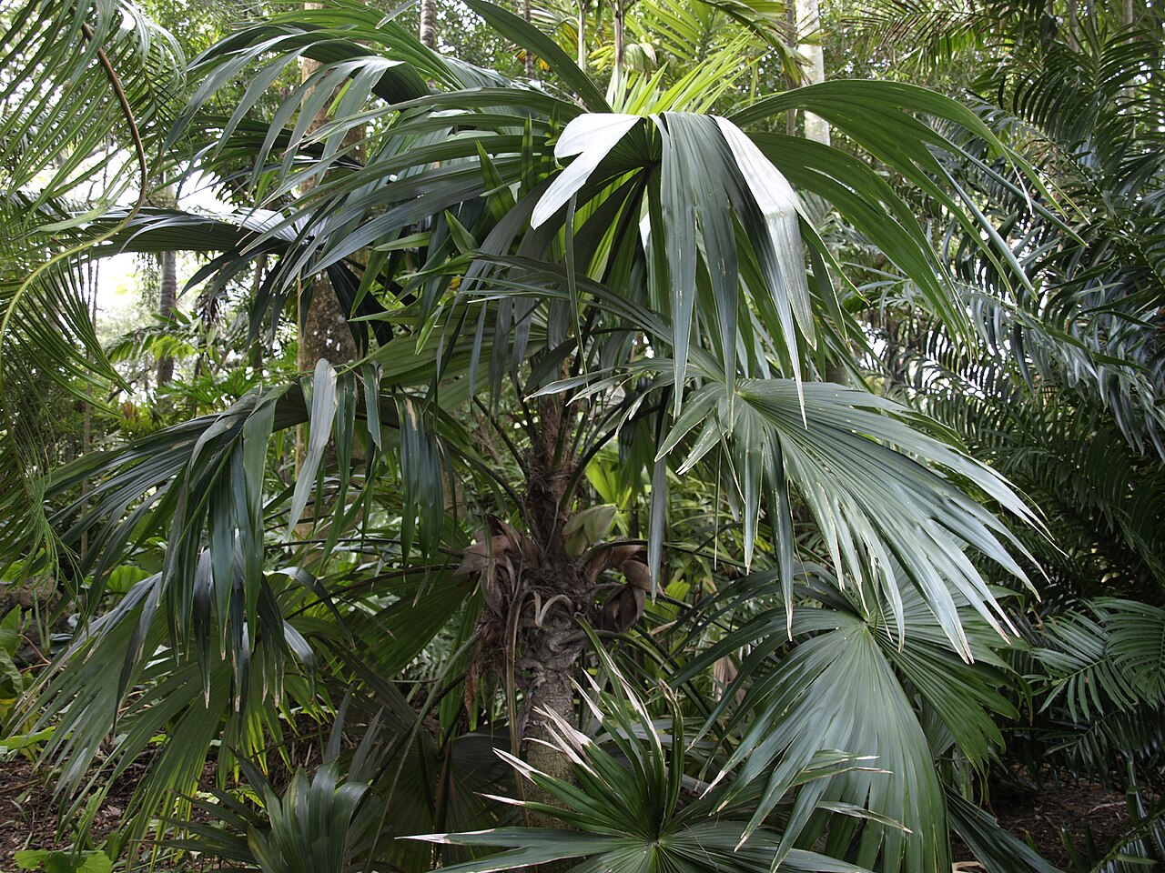 Cryosophila kalbreyeri