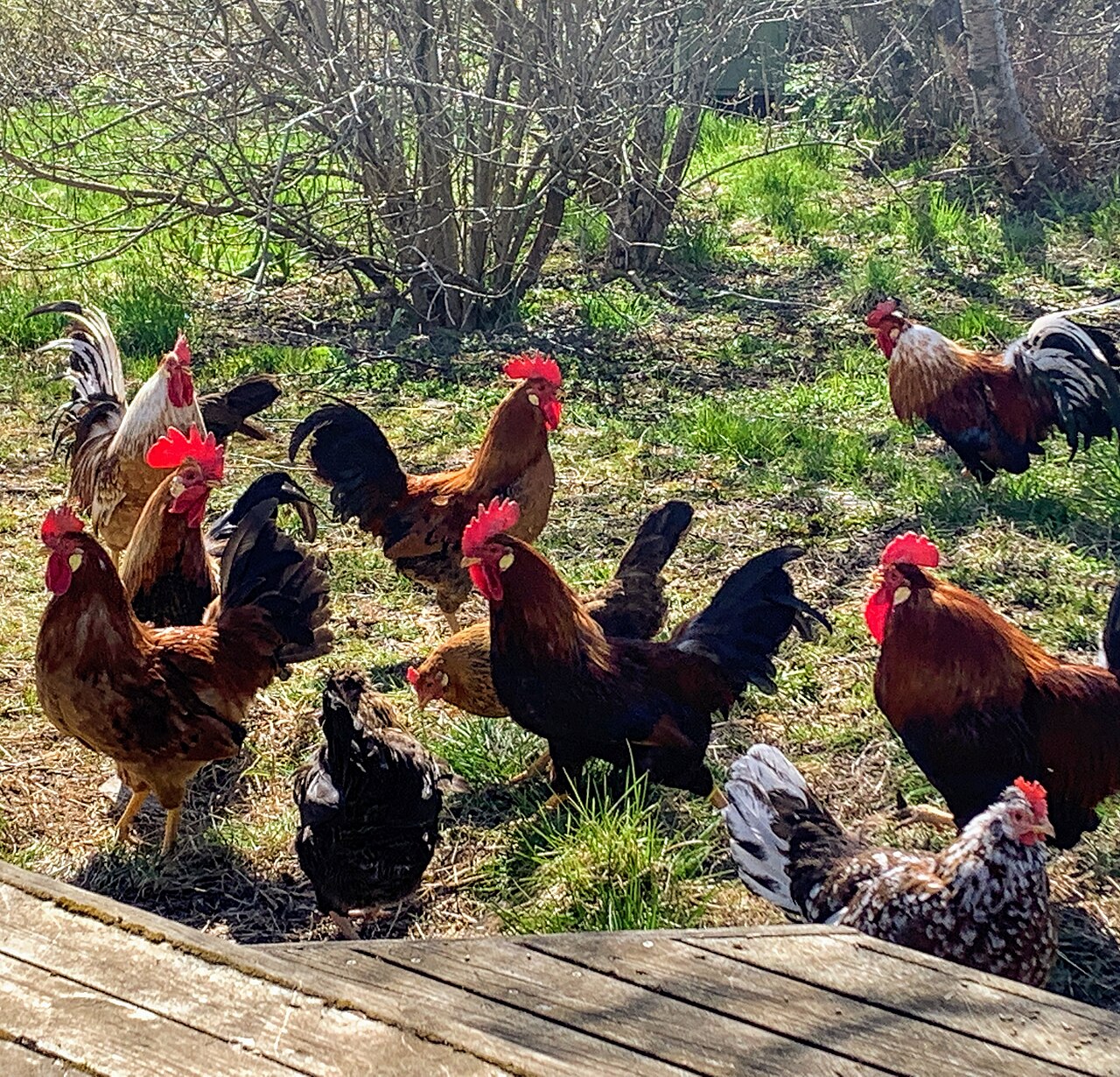 Icelandic chicken