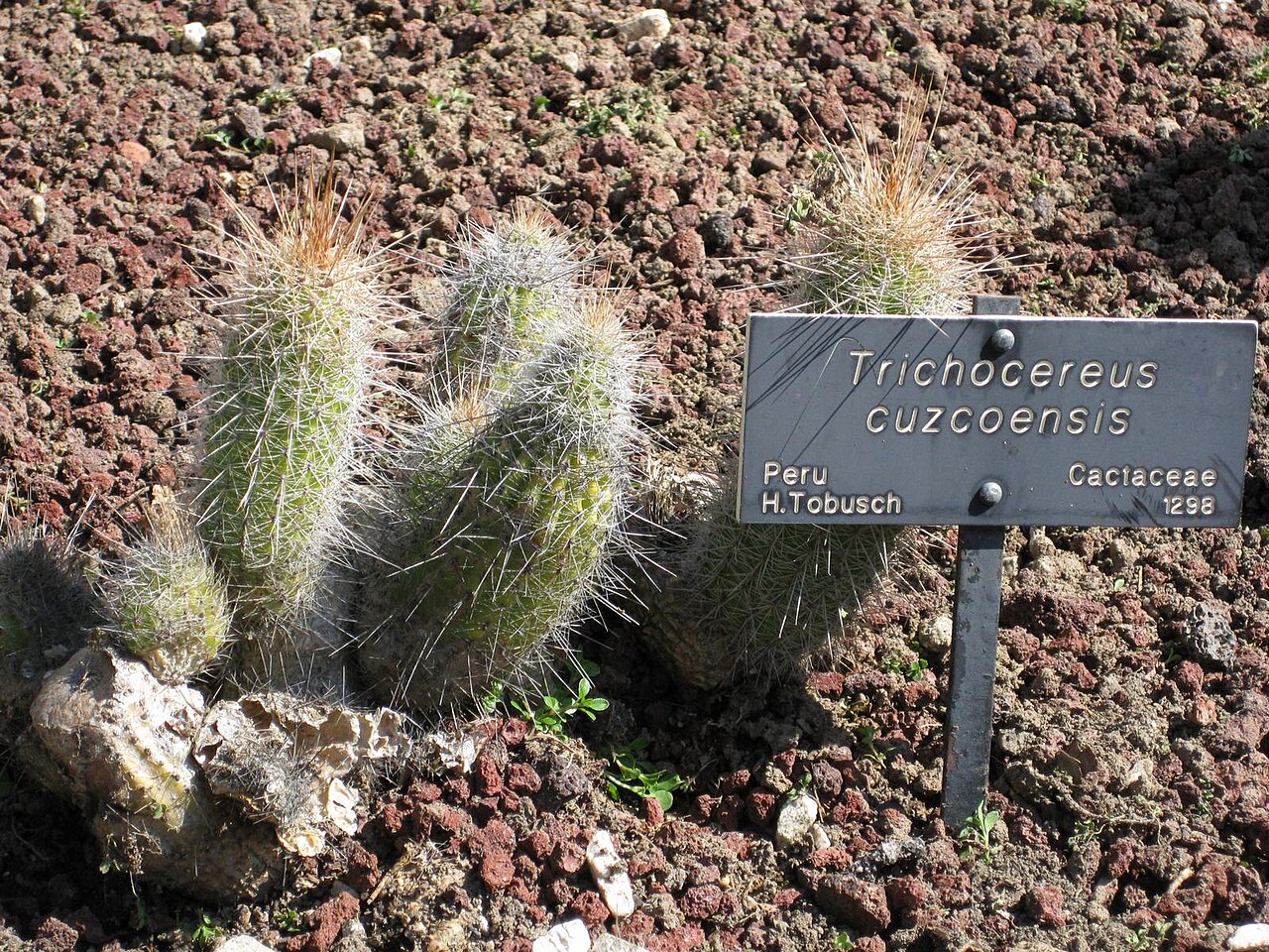 Echinopsis cuzcoensis