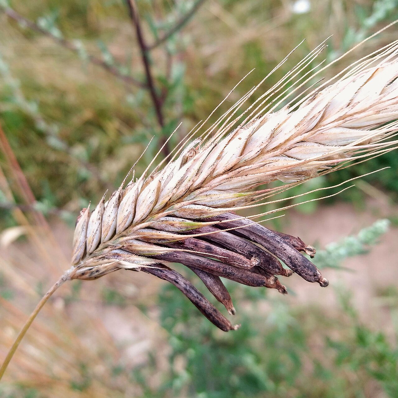 Claviceps purpurea