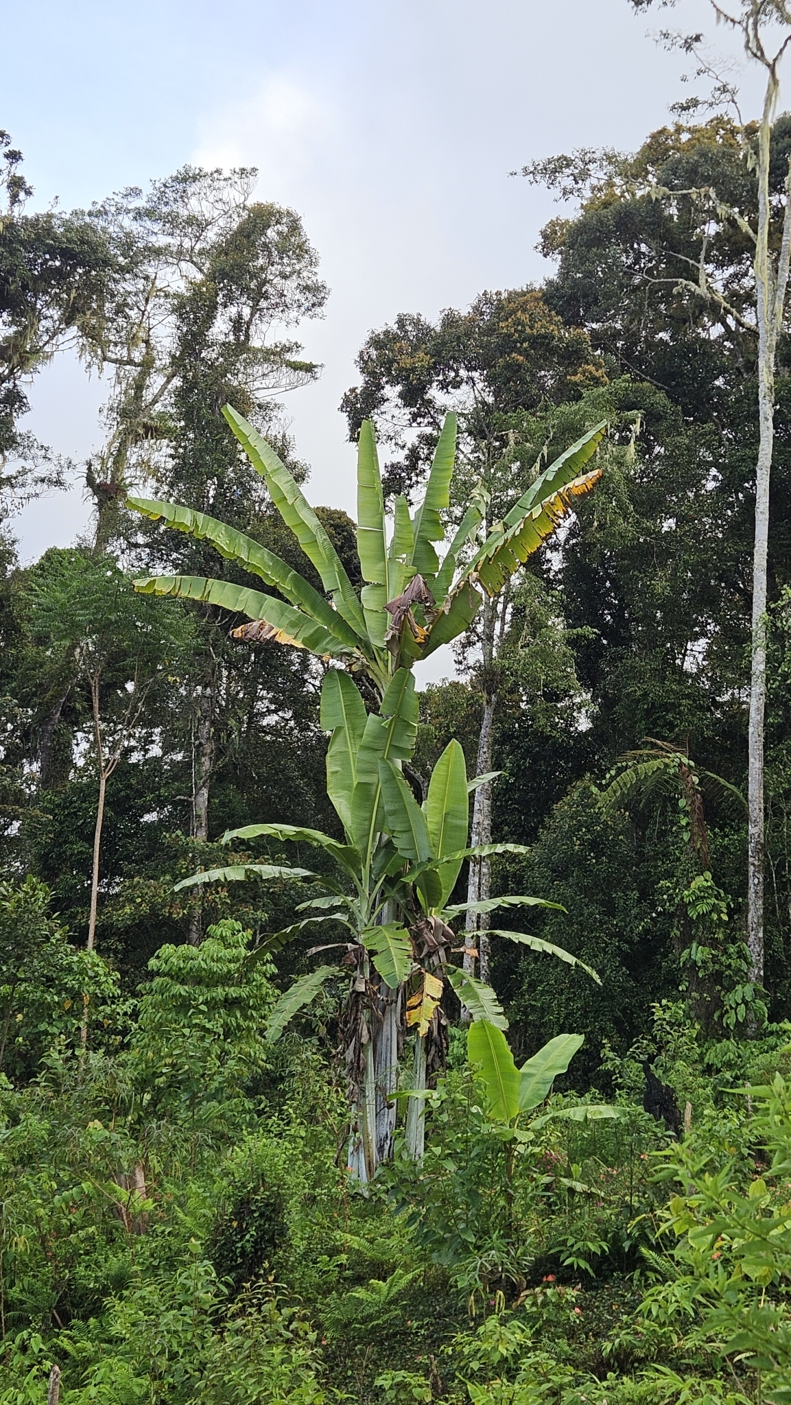 Musa ingens