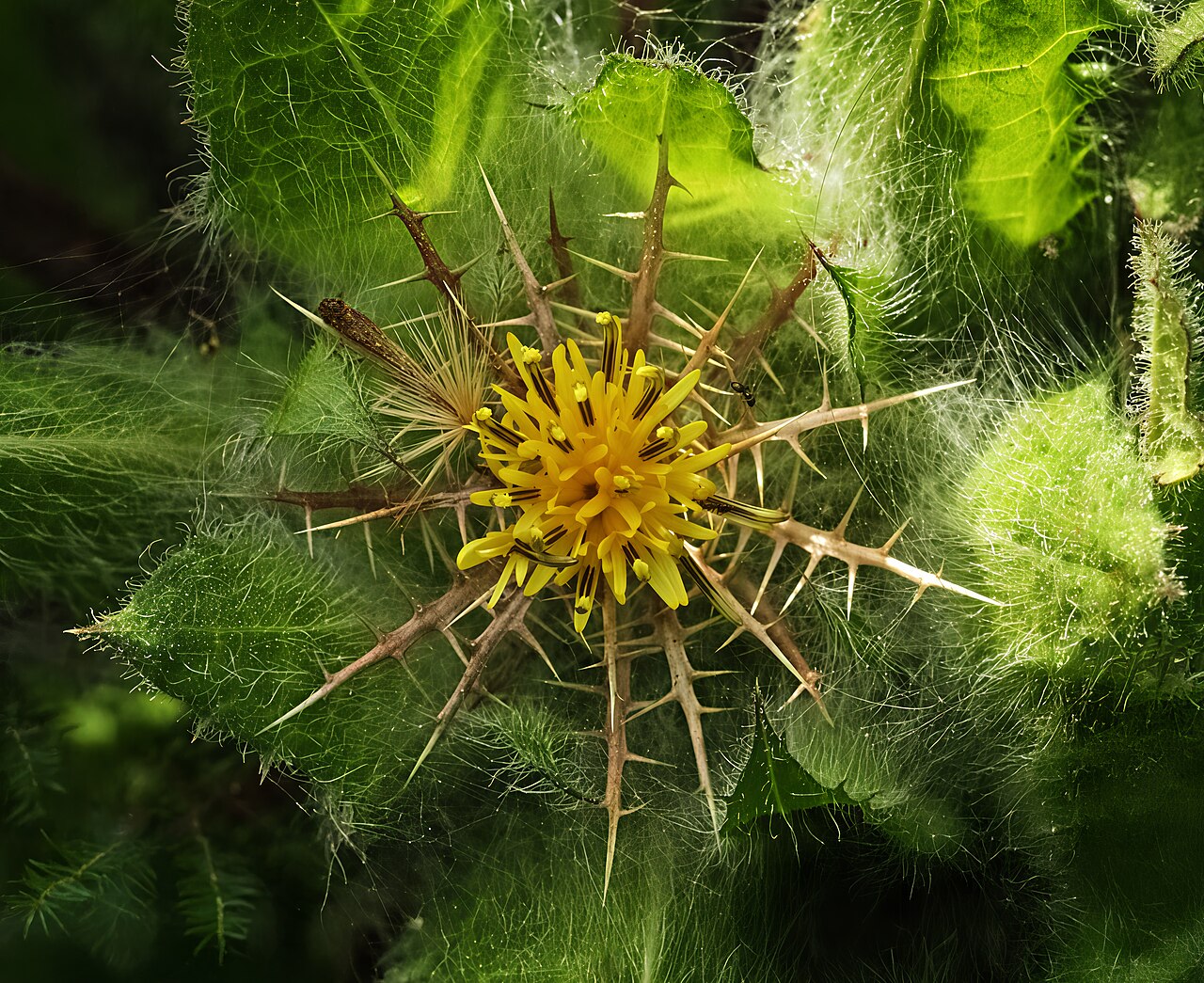 Centaurea benedicta