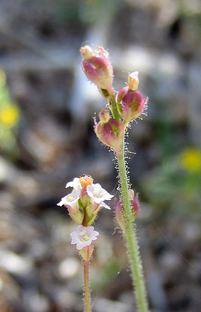 Boerhavia wrightii
