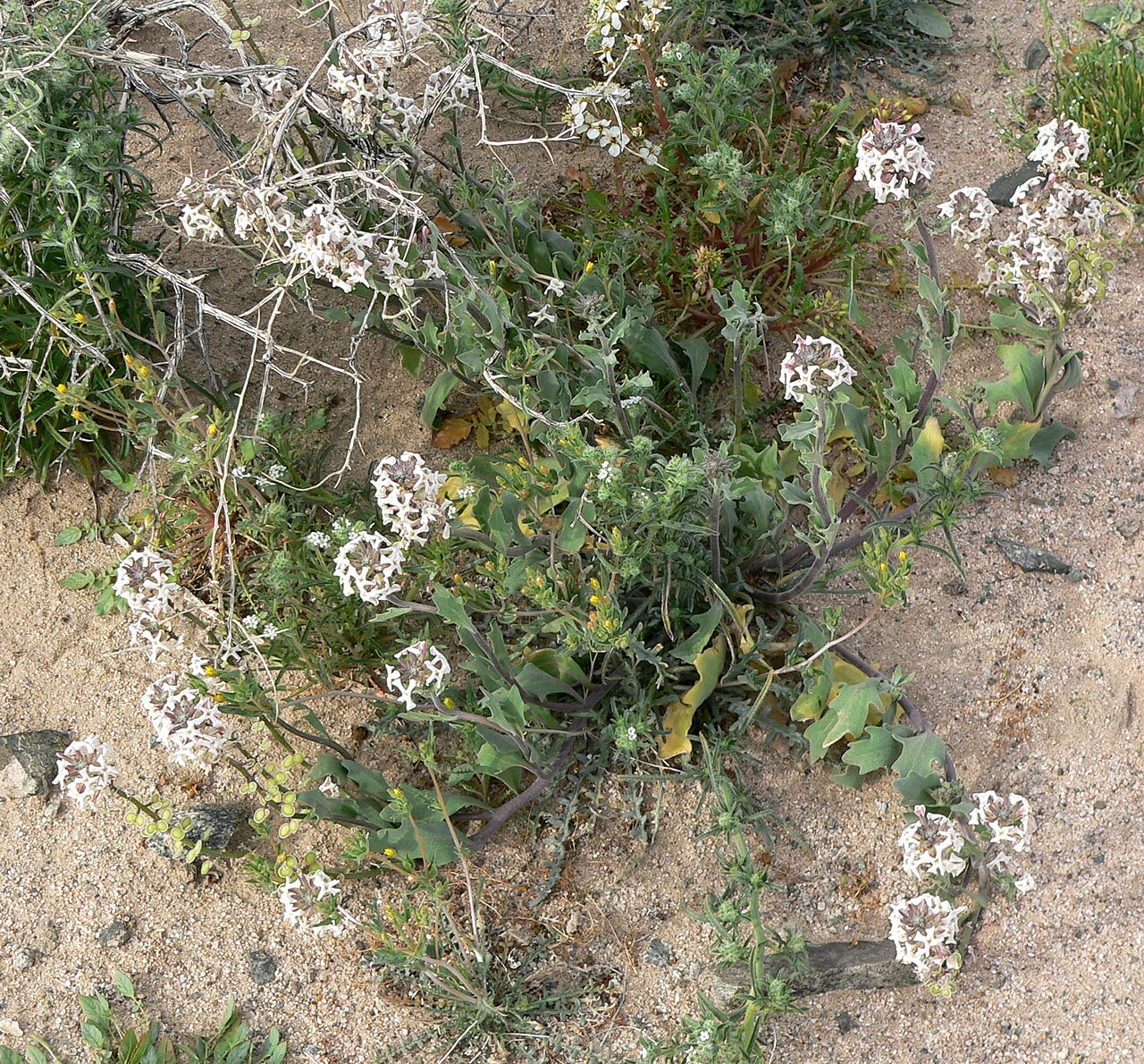 Dithyrea californica