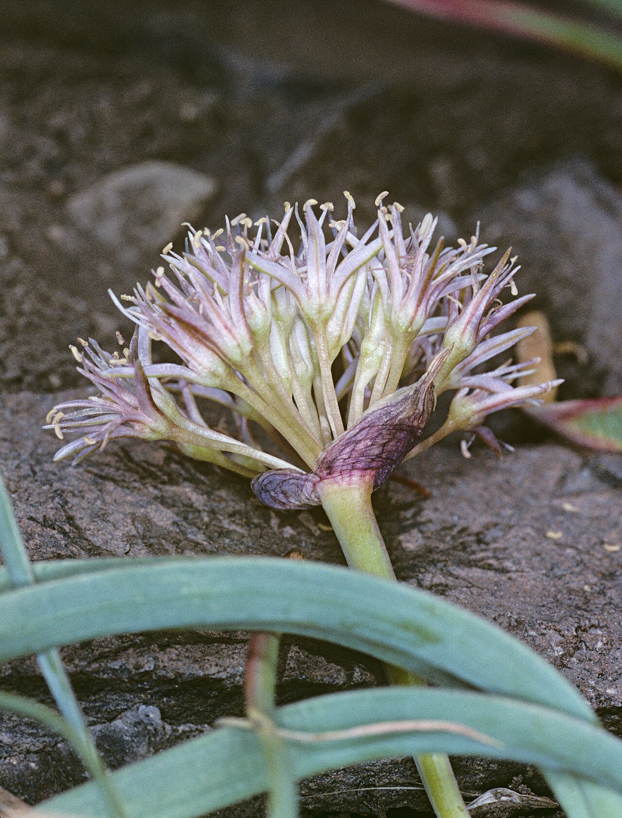 Allium anceps