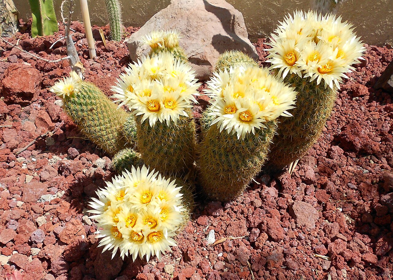 Coryphantha erecta
