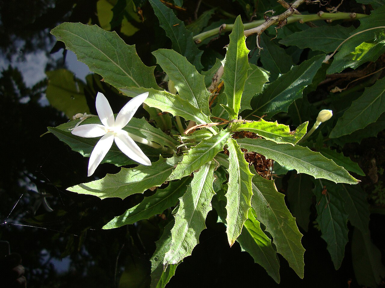 Hippobroma longiflora