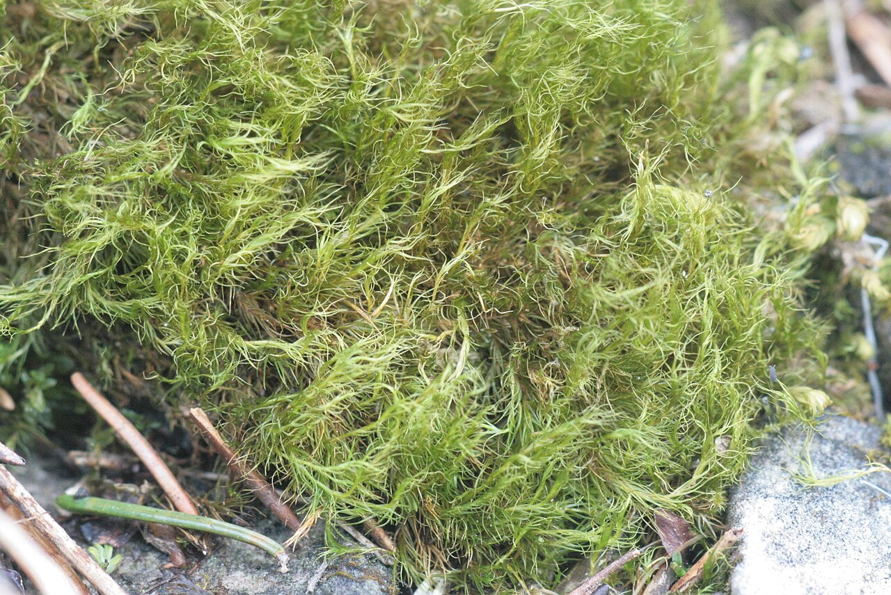 Ditrichum flexicaule