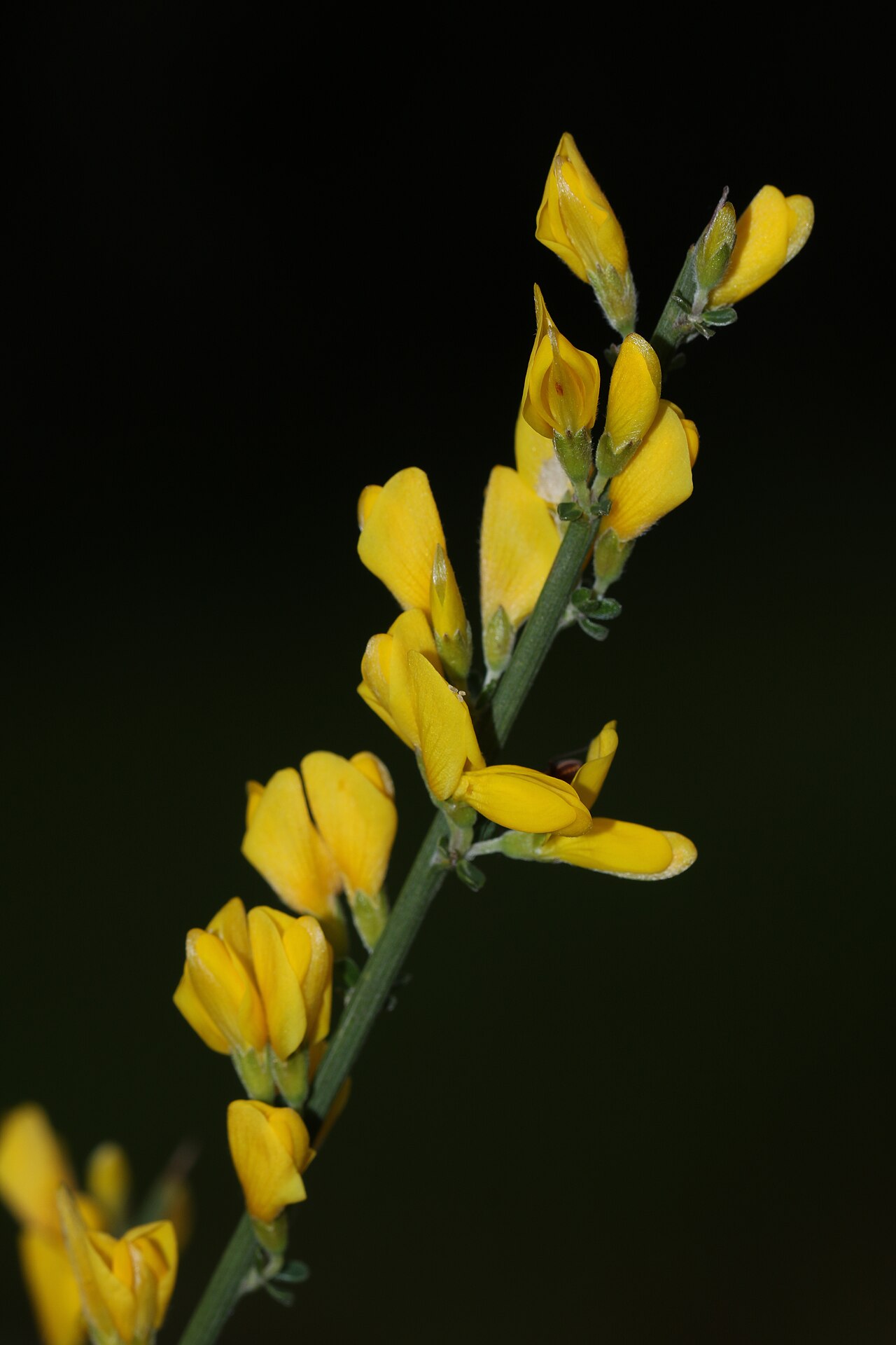 Genista polyanthos