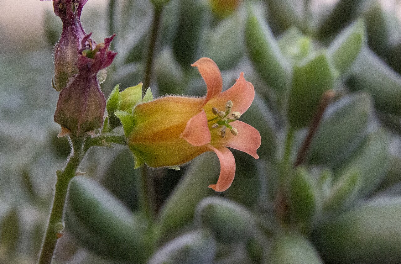 Cotyledon tomentosa