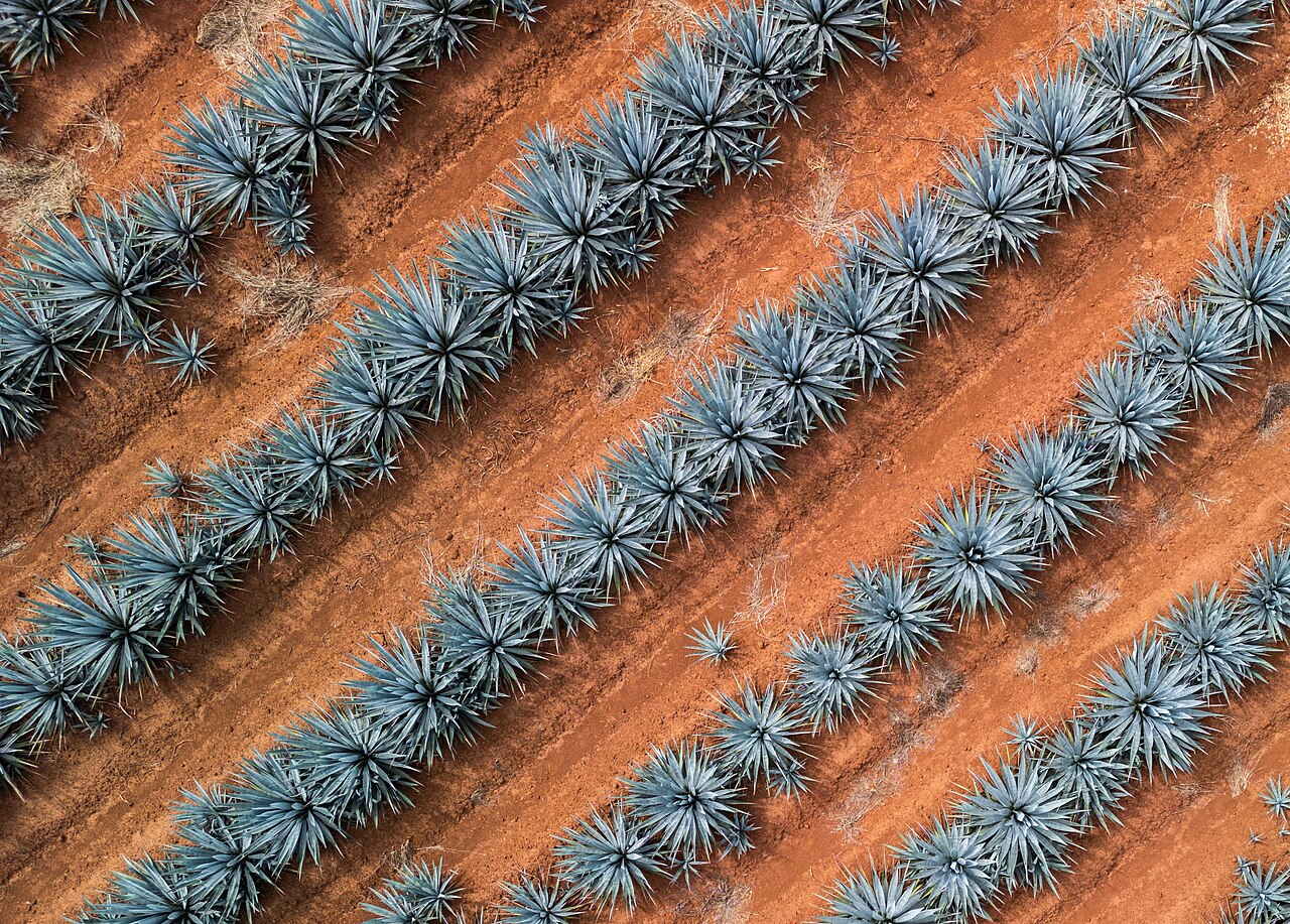 Agave tequilana
