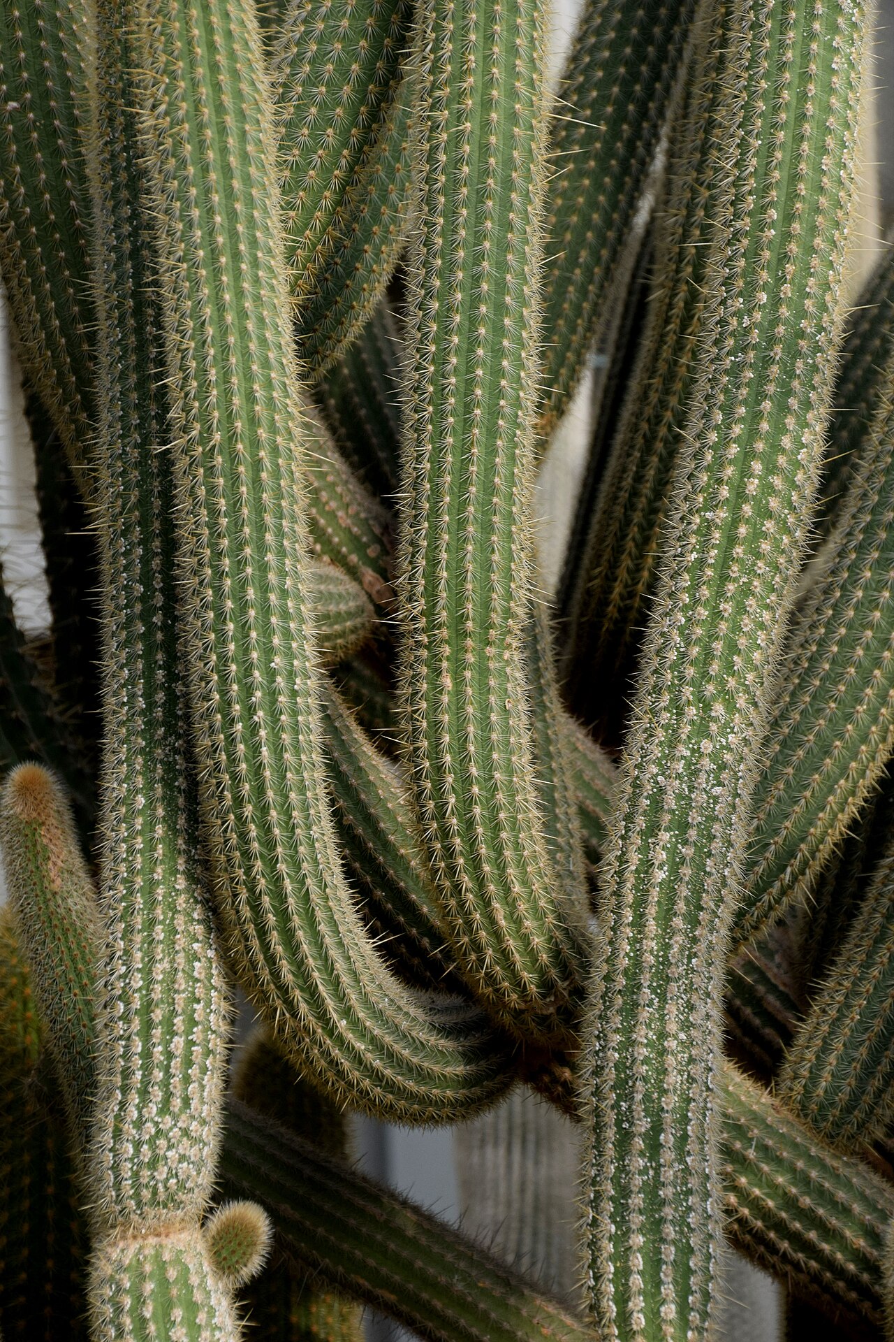 Cleistocactus luribayensis